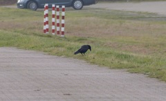 Corvus corone
