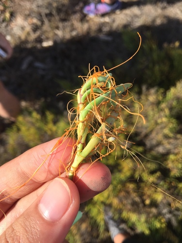 iNaturalist observation photo of Cuscuta sect. Californicae