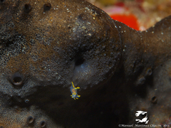 Polycera quadrilineata