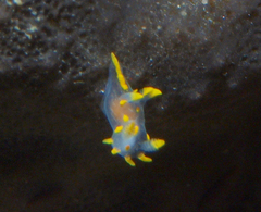 Polycera quadrilineata