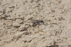 Cicindela repanda repanda