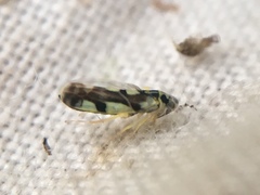 Eupteryx vittata