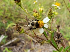 Bombus impatiens image