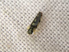 Eupteryx vittata