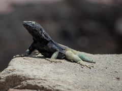 Microlophus quadrivittatus