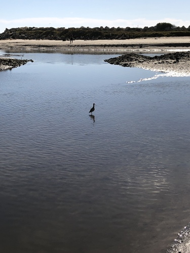 iNaturalist observation photo of Marbled Godwit