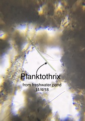 Planktothrix
