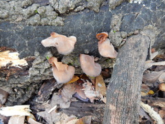 Auricularia auricula-judae