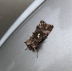 Autographa corusca