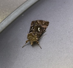 Autographa corusca