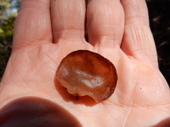 Auricularia auricula-judae