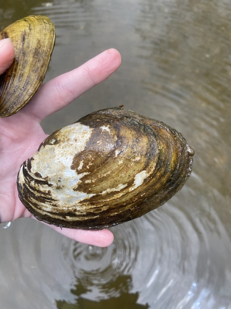 Fragile Papershell from Owensville, MO, US on May 6, 2023 at 12:26 PM ...