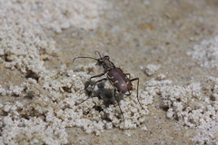 Cicindela repanda repanda