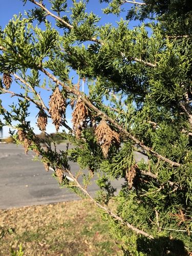 Evergreen Bagworm Moth