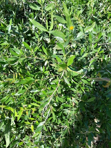 Berberis ruscifolia, photograph 5