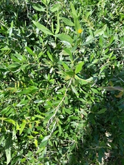 Berberis ruscifolia, photograph demianlescano, CC0, iNaturalist via GBIF