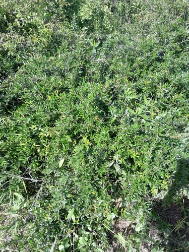 Berberis ruscifolia, photograph 6