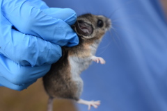 Peromyscus gambelii
