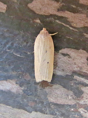 Gonioterma mistrella