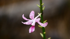 Dipodium ensifolium