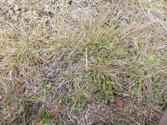 Rytidosperma clavatum