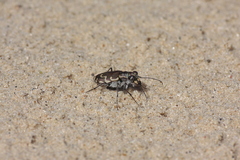 Cicindela repanda repanda