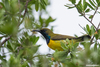 Garden Sunbird - Photo (c) Frédéric Desmoulins, some rights reserved (CC BY-NC), uploaded by Frédéric Desmoulins