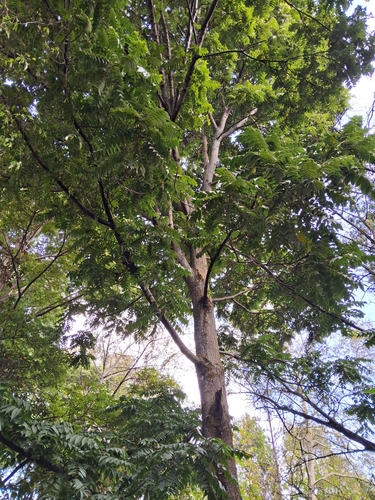 Image of Juglans neotropica by (c) GERMAN LEONEL SARMIENTO CRUZ, some rights reserved (CC BY)