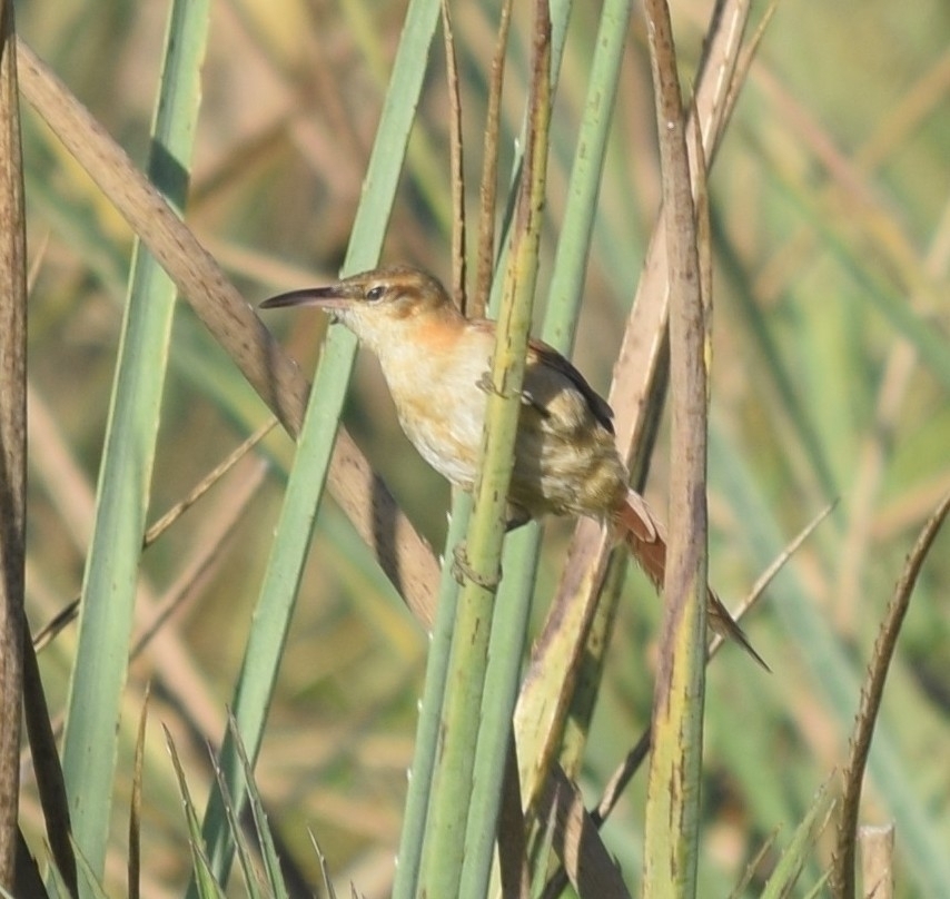 Limnornis rectirostris