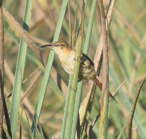 Limnornis rectirostris