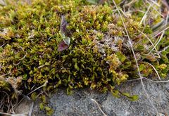 Scleranthus biflorus