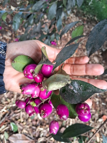 Syzygium paniculatum