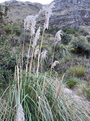Cortaderia bifida