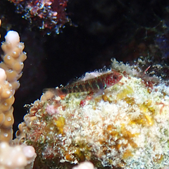 Hoese's Dwarfgoby photo 3