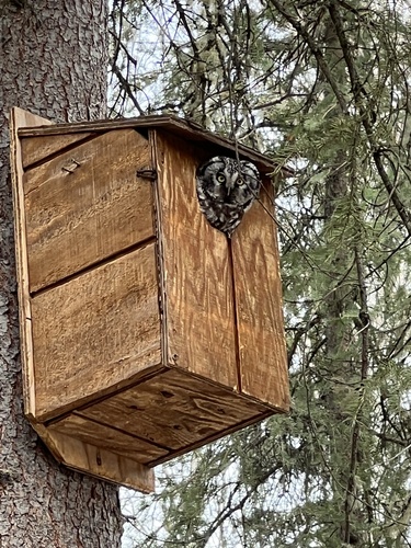 Boreal Owl photographed in Alaska