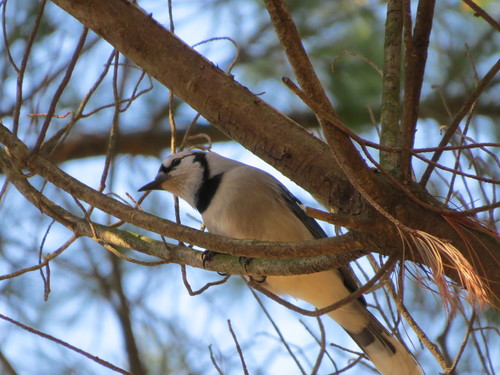 Blue Jay photographed in Indiana