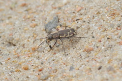 Cicindela repanda repanda