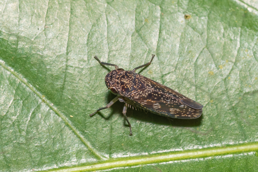 Oragua yuracensis