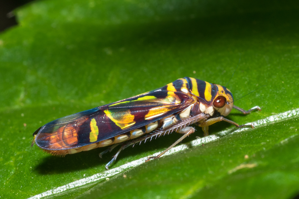 Dilobopterus vicinus