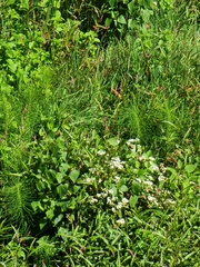 Equisetum telmateia image