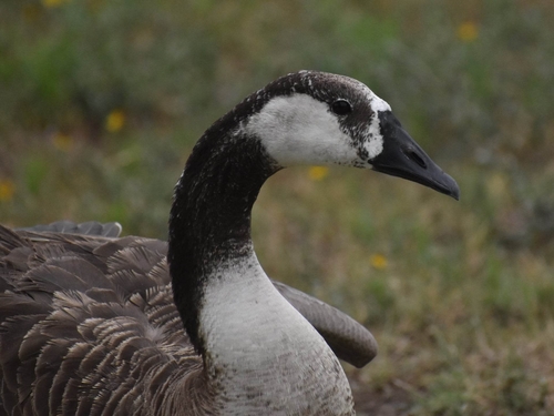 Swan Goose × Canada Goose