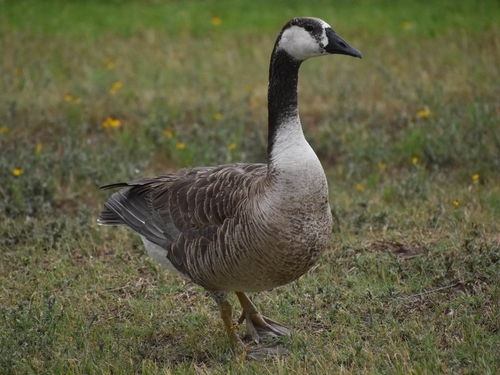 Swan Goose × Canada Goose