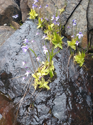Pinguicula macroceras