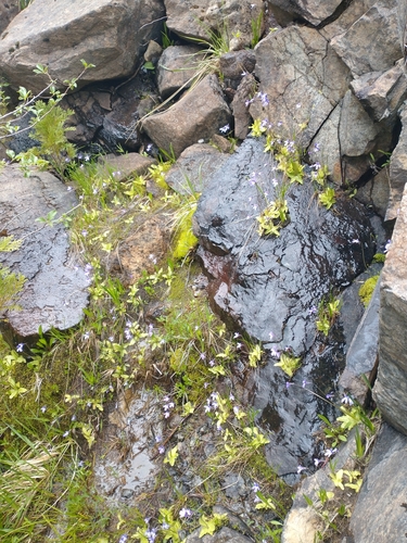 Pinguicula macroceras