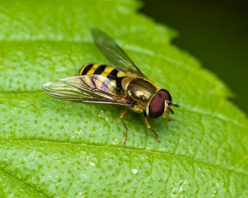 Black-thighed Flower Fly photo 2