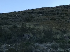 Odocoileus hemionus eremicus