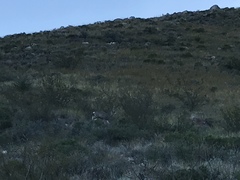 Odocoileus hemionus eremicus