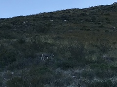 Odocoileus hemionus eremicus