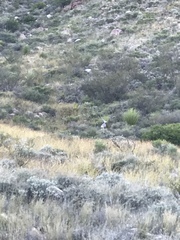 Odocoileus hemionus eremicus