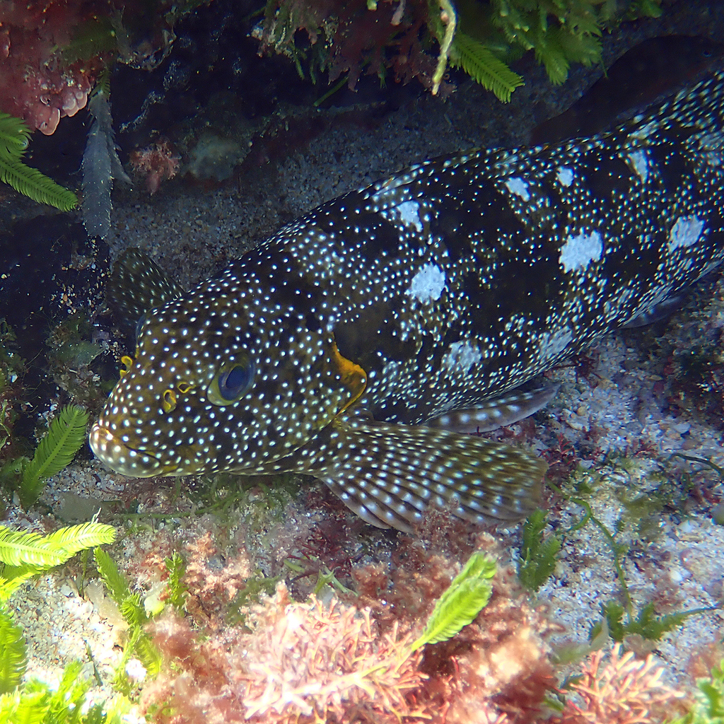 Aplodactylus etheridgii